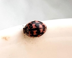 Oenopia conglobata