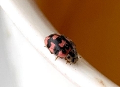 Oenopia conglobata