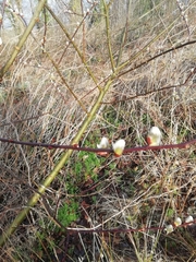 Salix