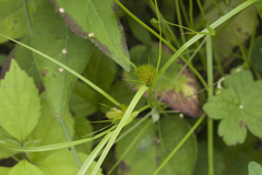 Carex bohemica