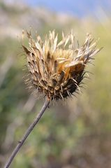 Klasea flavescens mucronata