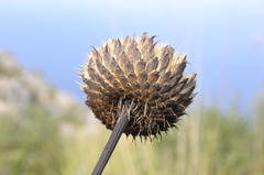 Klasea flavescens mucronata