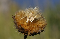 Klasea flavescens mucronata