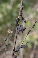 Klasea flavescens mucronata