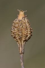 Eudianthe coeli-rosa