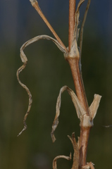 Eudianthe coeli-rosa