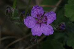 Erodium battandieranum