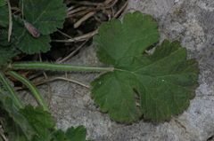 Erodium battandieranum