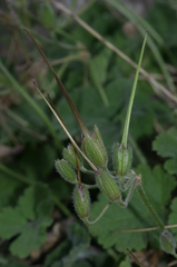 Erodium battandieranum