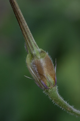 Erodium battandieranum