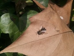 Andrena