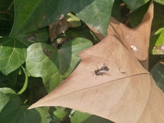 Andrena