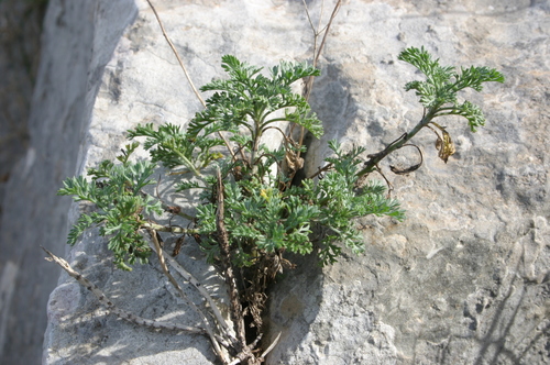 Anthemis punctata image