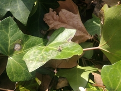 Andrena