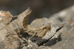 Eremiaphiloidea