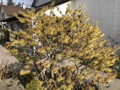 Hamamelis × intermedia