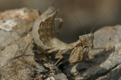 Eremiaphiloidea