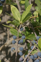 Phillyrea latifolia media