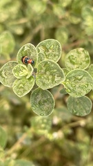 Dicranolaius bellulus