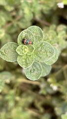 Dicranolaius bellulus