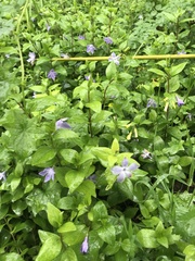 Vinca difformis