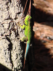 Sceloporus formosus