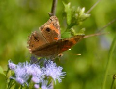 Junonia stemosa