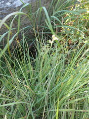 Lobelia eurypoda eurypoda