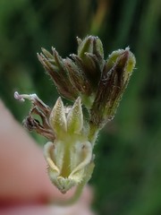 Lobelia eurypoda eurypoda