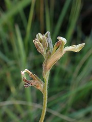 Lobelia eurypoda eurypoda