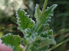 Lobelia eurypoda eurypoda