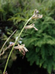 Lobelia eurypoda eurypoda