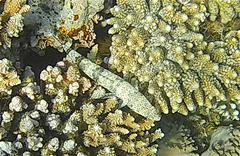 Synodus dermatogenys