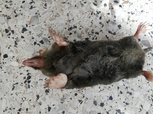 Iberian mole