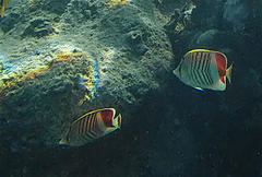 Chaetodon paucifasciatus