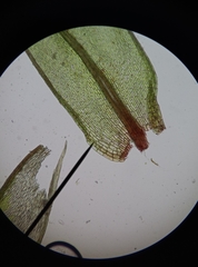 Ptychostomum imbricatulum