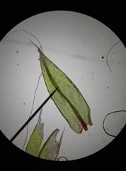 Ptychostomum imbricatulum