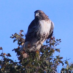 Buteo jamaicensis