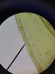 Ptychostomum imbricatulum