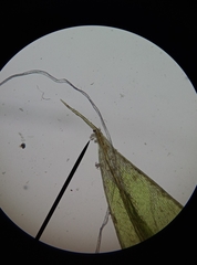 Ptychostomum imbricatulum