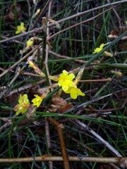 Jasminum nudiflorum