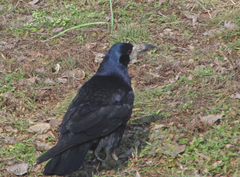 Corvus frugilegus