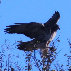 Buteo jamaicensis