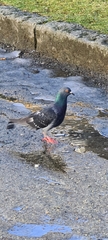 Columba livia domestica