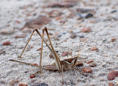Chinnandectes neenan