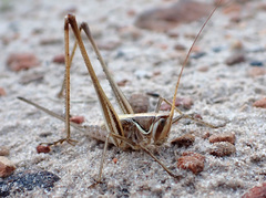 Chinnandectes neenan