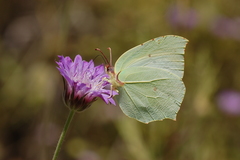 Gonepteryx farinosa