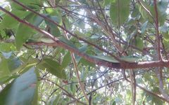 Philothamnus punctatus