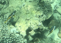 Heniochus singularius