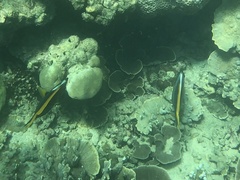 Heniochus singularius